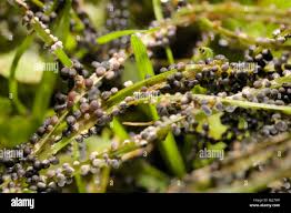 Attēlu rezultāti vaicājumam “Physarum cinereum macro”