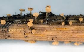 Attēlu rezultāti vaicājumam “Hymenoscyphus sp.”