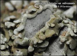 Attēlu rezultāti vaicājumam “Physconia distorta”