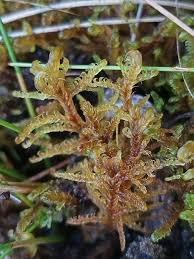 Attēlu rezultāti vaicājumam “Warnstorfia exannulata”