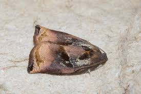 Attēlu rezultāti vaicājumam “Archips podana female”