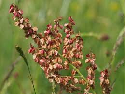 Attēlu rezultāti vaicājumam “Rumex acetosa flower”