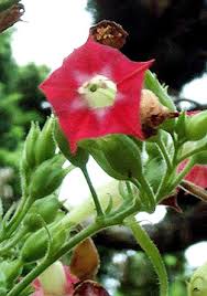 Attēlu rezultāti vaicājumam “Nicotiana tabacum fruit”