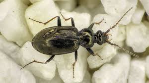 Attēlu rezultāti vaicājumam “Loricera pilicornis”