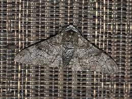 Attēlu rezultāti vaicājumam “Biston betularia”