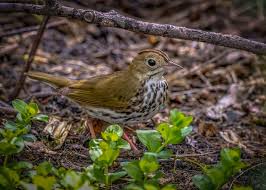 Image result for Seiurus aurocapilla