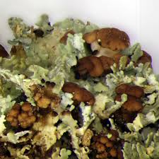 Attēlu rezultāti vaicājumam “Cladonia caespiticia”