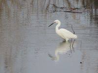 Attēlu rezultāti vaicājumam “Egretta garzetta”
