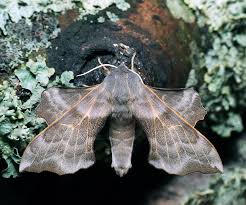 Attēlu rezultāti vaicājumam “Laothoe amurensis”