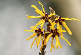 Attēlu rezultāti vaicājumam “Hamamelis japonica”