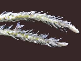 Attēlu rezultāti vaicājumam “Straminergon stramineum”