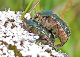 Attēlu rezultāti vaicājumam “Cetonia aurata”