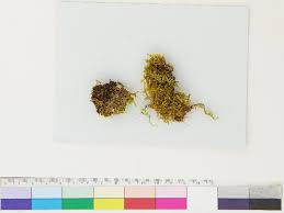 Attēlu rezultāti vaicājumam “Lophozia ascendens”