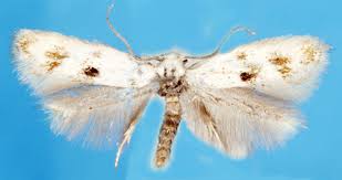 Attēlu rezultāti vaicājumam “Elachista maculicerusella”