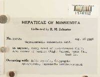 Attēlu rezultāti vaicājumam “Cephaloziella elachista”