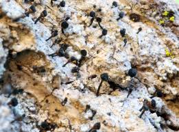 Attēlu rezultāti vaicājumam “Calicium salicinum”