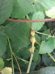 Attēlu rezultāti vaicājumam “Lasioptera rubi”