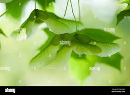 Attēlu rezultāti vaicājumam “Acer platanoides fruit”