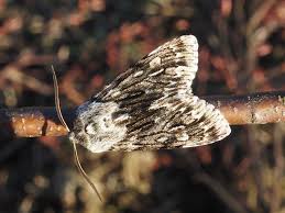 Attēlu rezultāti vaicājumam “Brachionycha nubeculosa”