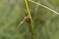 Attēlu rezultāti vaicājumam “Carex viridula fruit”