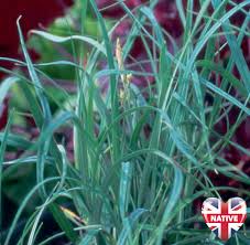 Attēlu rezultāti vaicājumam “Carex panicea”