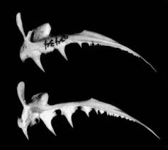 Image result for Paralichthys albigutta