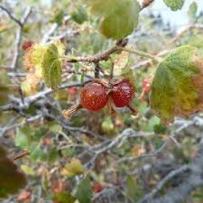 Attēlu rezultāti vaicājumam “Rubus parviflorus fruit”