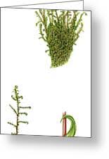 Attēlu rezultāti vaicājumam “Scorpidium cossonii”