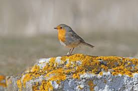 Image result for Erithacus rubecula