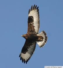 Attēlu rezultāti vaicājumam “Buteo lagopus adult”