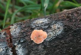 Attēlu rezultāti vaicājumam “Aleurodiscus amorphus”