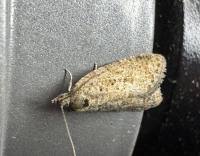 Attēlu rezultāti vaicājumam “Epiblema grandaevana”