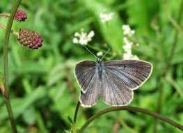 Attēlu rezultāti vaicājumam “Maculinea teleius underside”