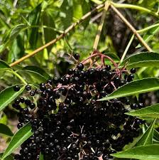 Attēlu rezultāti vaicājumam “Sambucus nigra fruit”