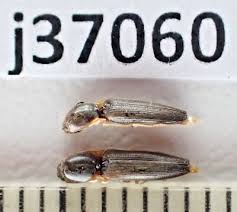 Attēlu rezultāti vaicājumam “Elateridae”