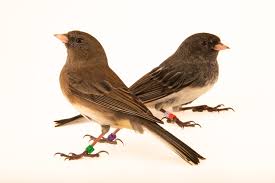 Image result for Junco hyemalis