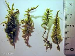 Attēlu rezultāti vaicājumam “Hypnum jutlandicum”