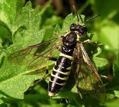 Attēlu rezultāti vaicājumam “Tenthredo campestris”