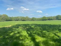 Image result for Newdigate Clays