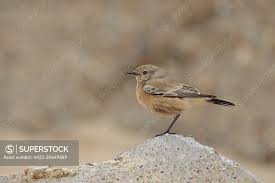 Attēlu rezultāti vaicājumam “Oenanthe oenanthe female”