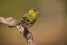 Attēlu rezultāti vaicājumam “Carduelis spinus male”