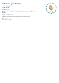 Attēlu rezultāti vaicājumam “Diderma globosum”