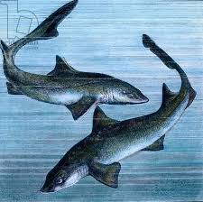 Image result for Squalus acanthias