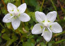 Attēlu rezultāti vaicājumam “Parnassia palustris flower”