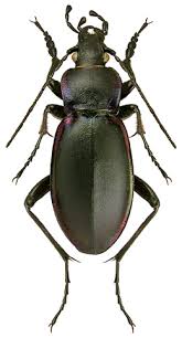 Attēlu rezultāti vaicājumam “Carabus violaceus”