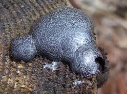 Attēlu rezultāti vaicājumam “Amaurochaete atra”