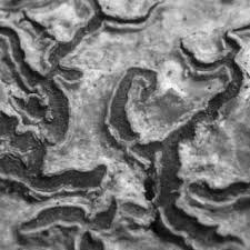 Attēlu rezultāti vaicājumam “Phaeographis dendritica”