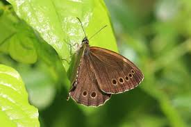 Attēlu rezultāti vaicājumam “Lopinga achine”