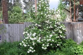 Attēlu rezultāti vaicājumam “Viburnum opulus flower”