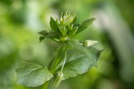 Attēlu rezultāti vaicājumam “Stellaria media bud”